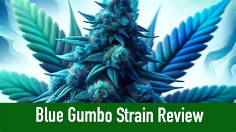 gumbo strain reviews.